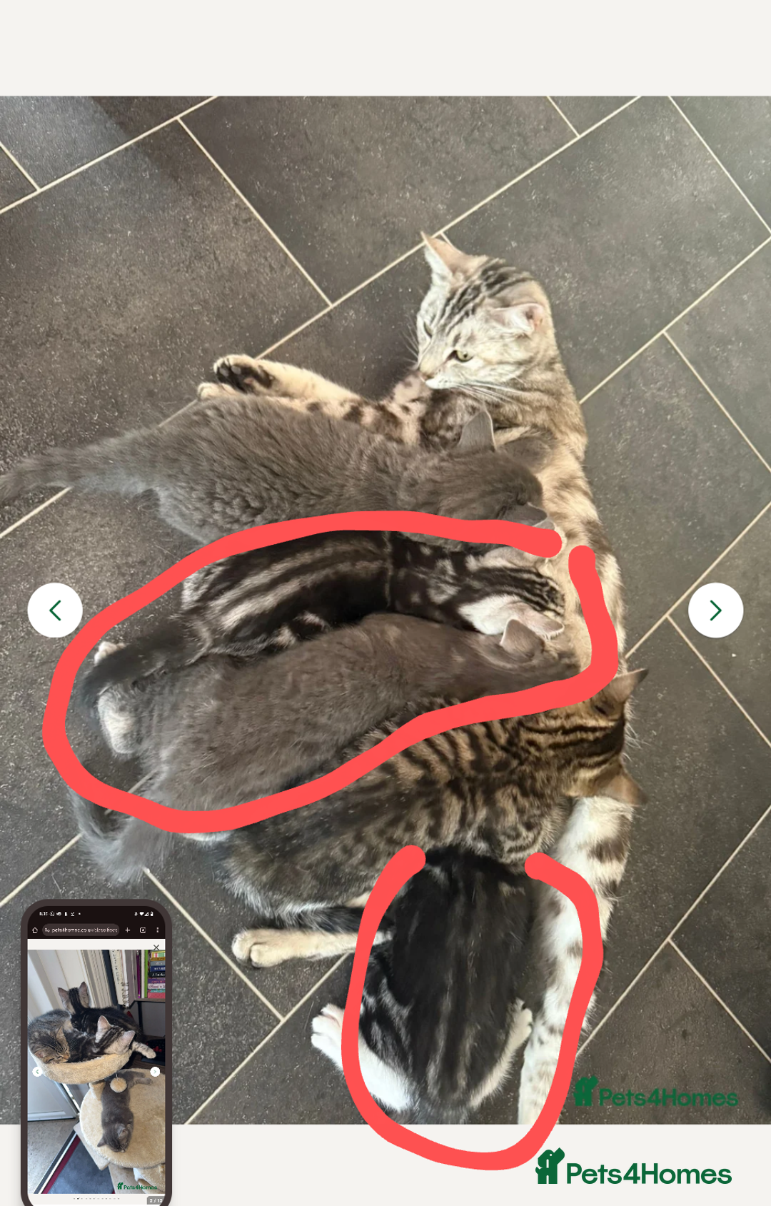 Bengal cats for sale: Bengal Tabby kittens - Image 14