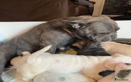 French Bulldog dogs for sale: 7 frenchies £500 to £800 each - Image 18