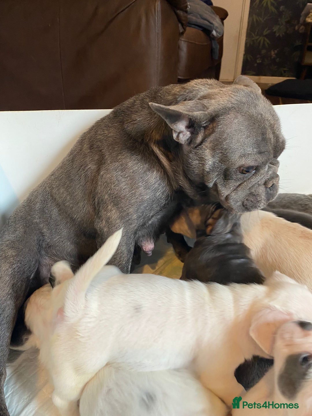 French Bulldog dogs for sale: 7 frenchies £500 to £800 each - Image 18