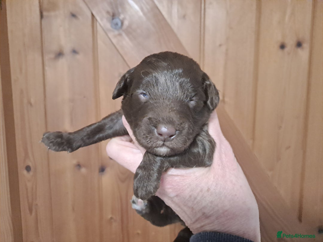 Labradoodle dogs for sale: Gorgeous Mini Labradoodle Puppies - Advert 11