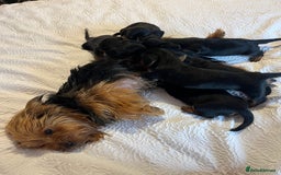 Mixed Breed dogs for sale: Adorable Dorkie puppies  - Image 5