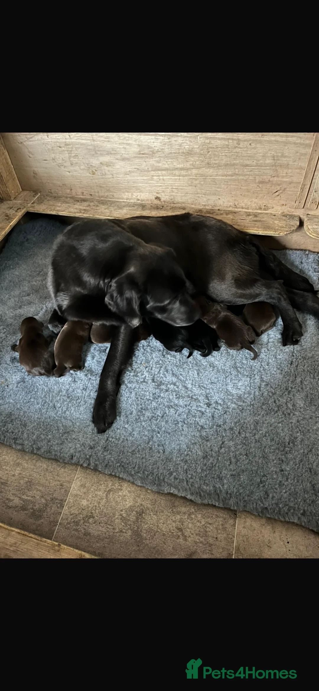 Labrador Retriever dogs for sale: KC Registered Labrador Retriever - Advert 1