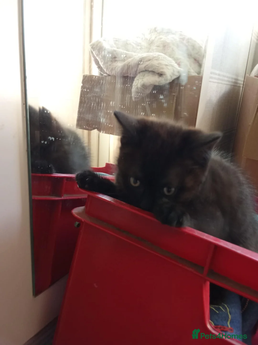 British Shorthair cats for sale: Black cute short-haired Kittens - Advert 3
