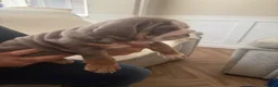 English Bulldog dogs for sale: !! Ready to leave Friday English Bulldog puppy’s ! - Advert 33