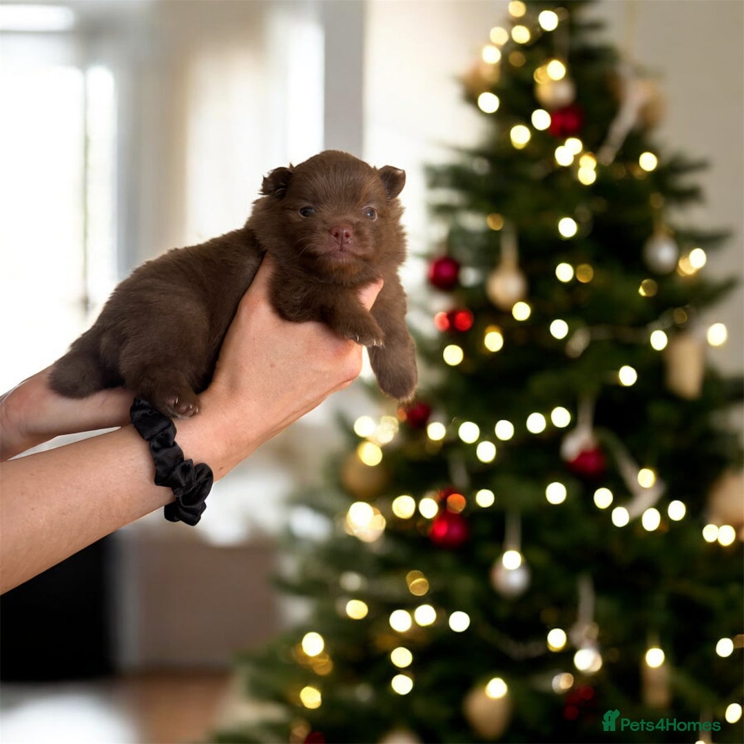 Pomeranian dogs for sale: *READY 24th Dec! x2 small boy poms for sale - Advert 13