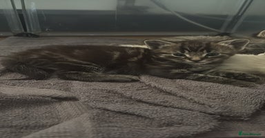 Mixed Breed cats - Advert 13