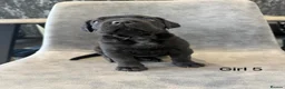 Cane Corso dogs for sale: Ready to collect Exceptional Cane Corso puppies   - Advert 29