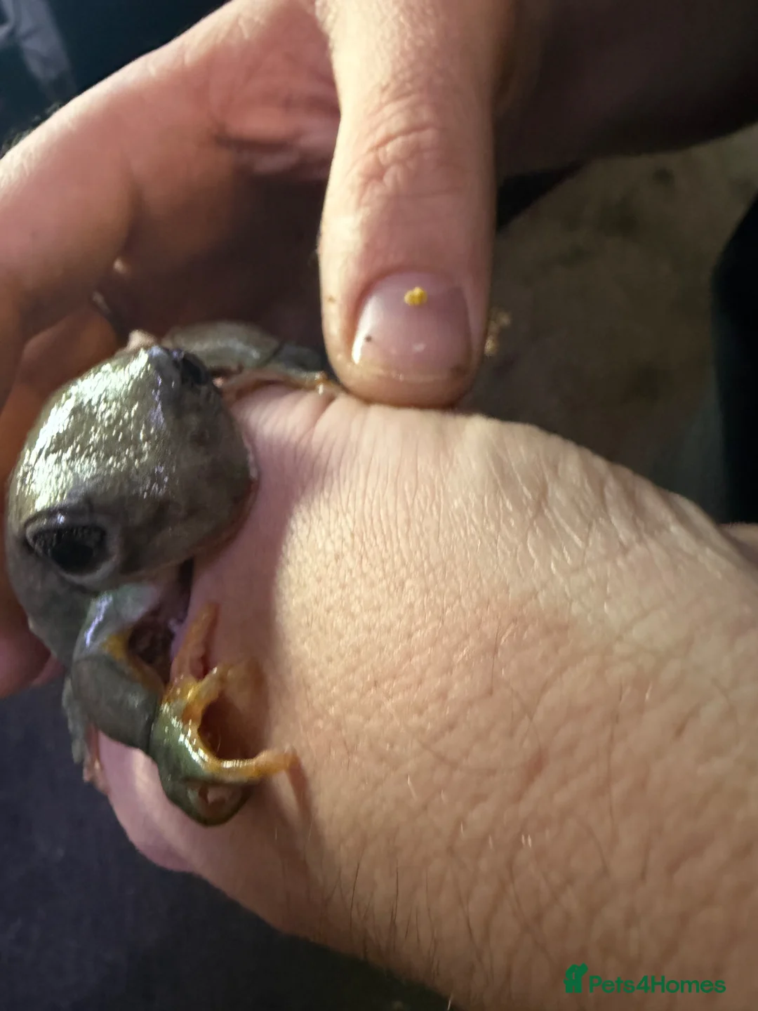 Frog reptiles for sale: Mexican leaf frog needs rehome and attention - Advert 2