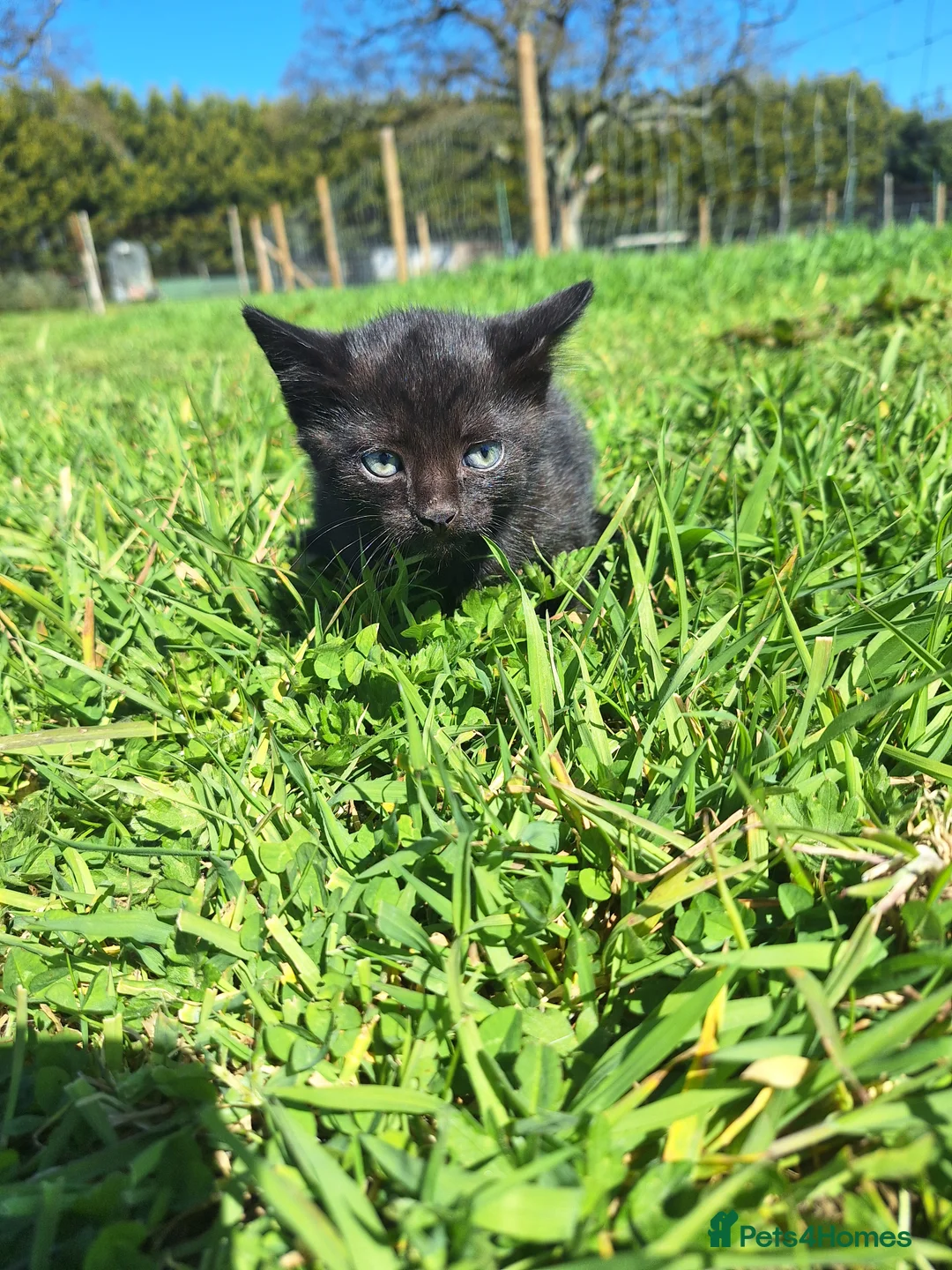 Mixed Breed cats for sale: 2x kittens for sale in Petersfield - Advert 3