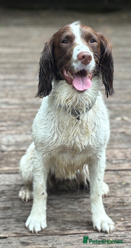 English Springer Spaniel dogs English Springer Spaniel Puppies KC Registered  - Advert 5