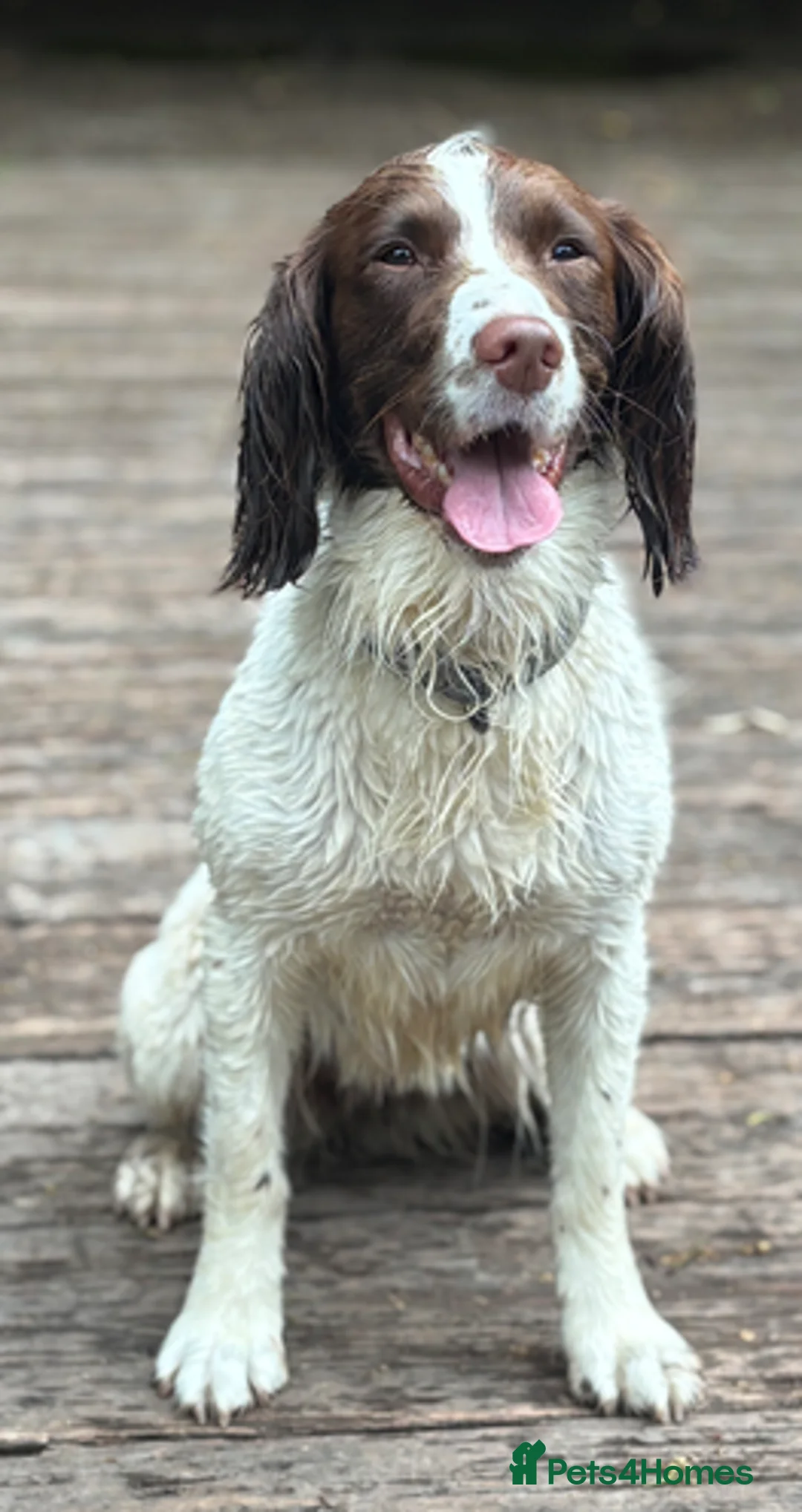 English Springer Spaniel dogs for sale: English Springer Spaniel Puppies KC Registered  - Advert 1
