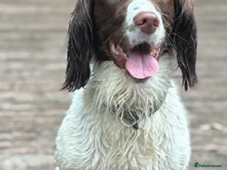 English Springer Spaniel dogs English Springer Spaniel Puppies KC Registered - Advert 13