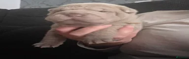Shar Pei 5