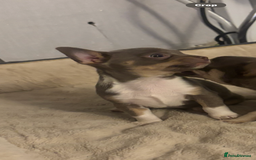 Chihuahua dogs for sale: Ready now ***Lilac girls - Image 2