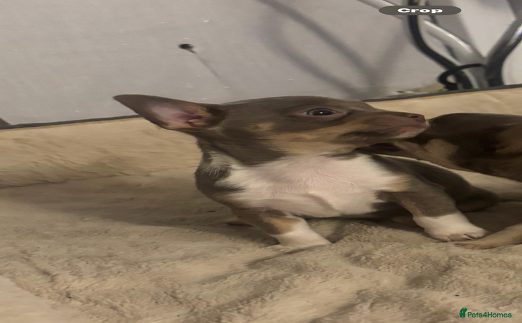 Chihuahua dogs - Advert 9