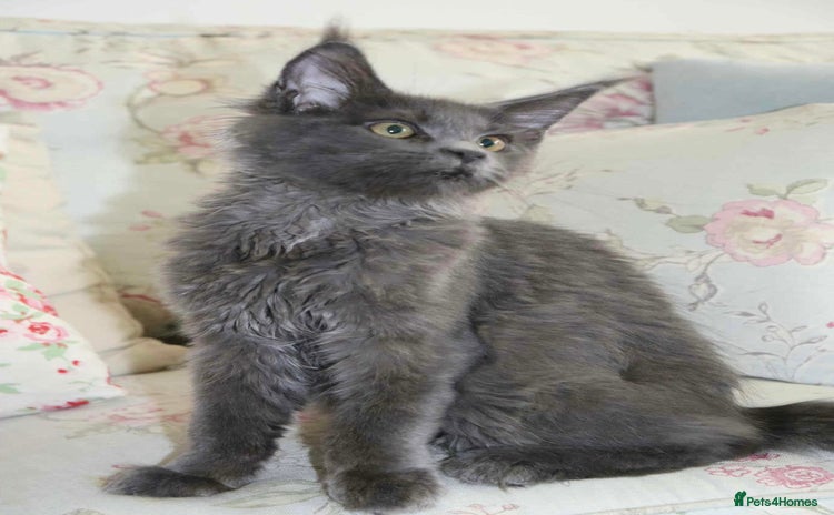 Maine Coon cats - Advert 3