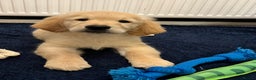 Golden Retriever dogs for sale: Golden retriever puppies - Advert 9