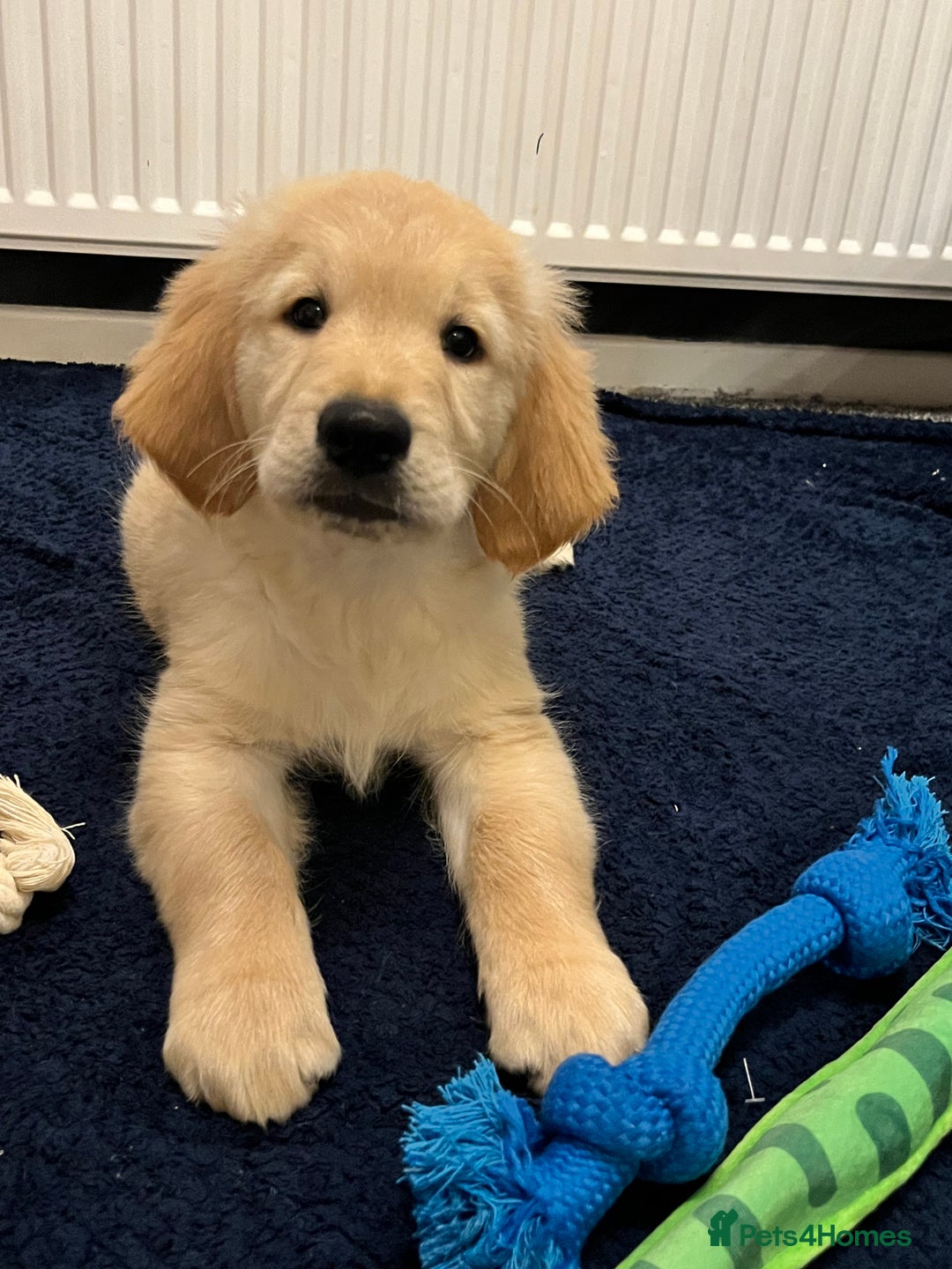 Golden Retriever dogs for sale: Golden retriever puppies - Advert 9