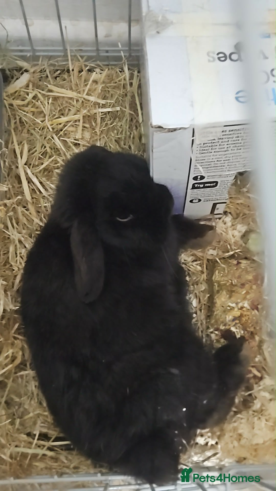 Mixed Breed rabbits Rabbit  - Advert 4