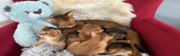 Abyssinian cats for sale: TICA reg rarest colours Aby kittens boys and girls - Advert 9