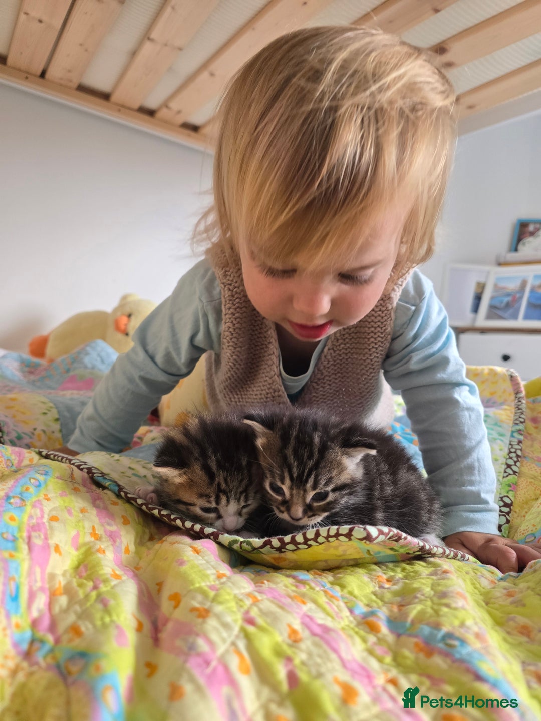 Mixed Breed cats for sale: Kittens boys mixed breed fluffy  - Image 20