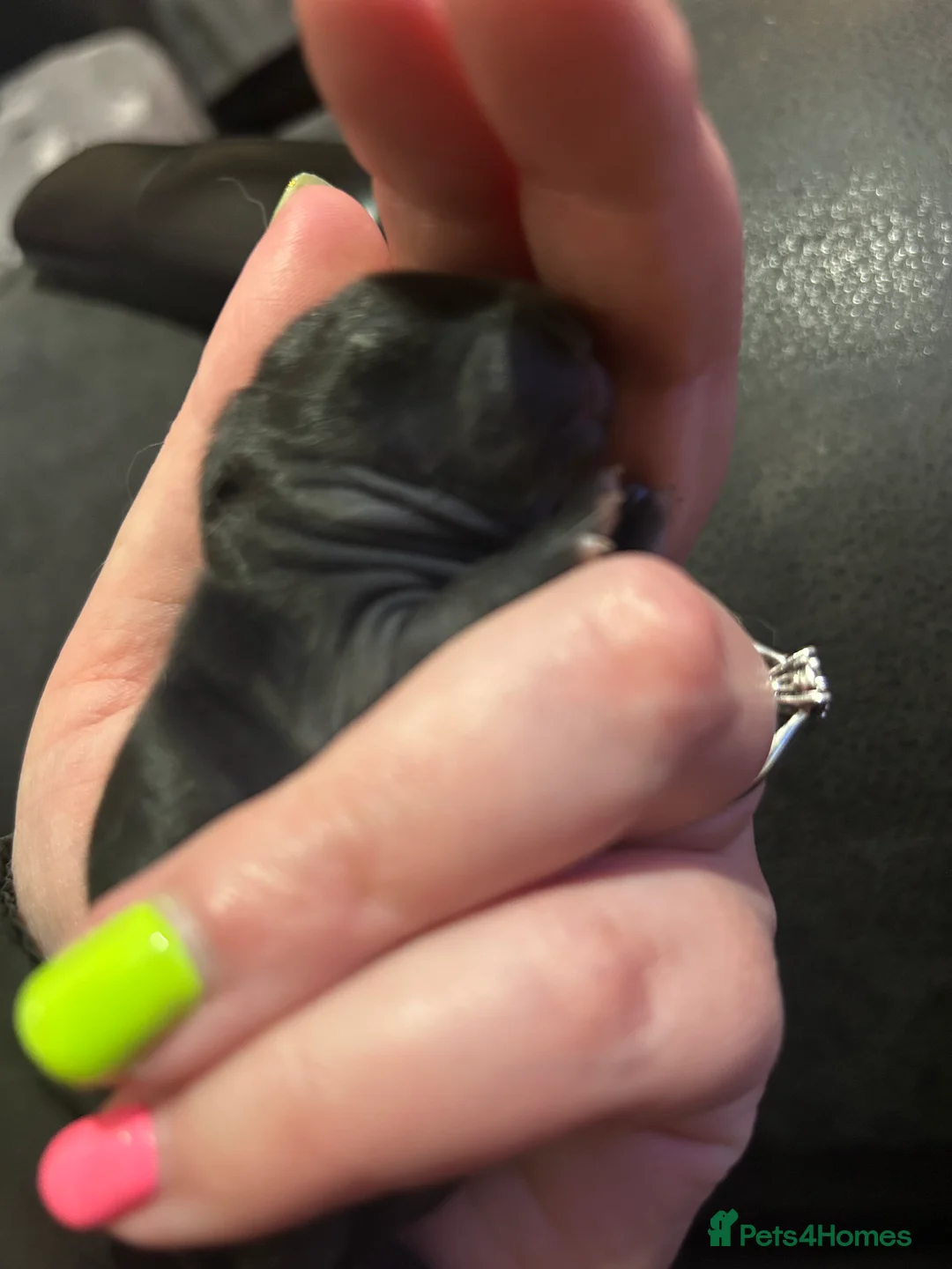 Mini Lion Lop rabbits for sale: Mini lion lops bunnies  in Bridgend - Advert 2