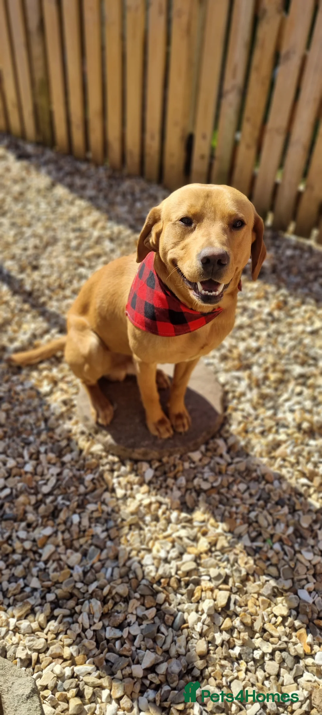 Labrador Retriever dogs for stud: Fox Red Labrador Stud - Advert 3