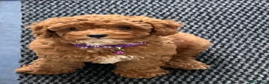 Miss Purple 