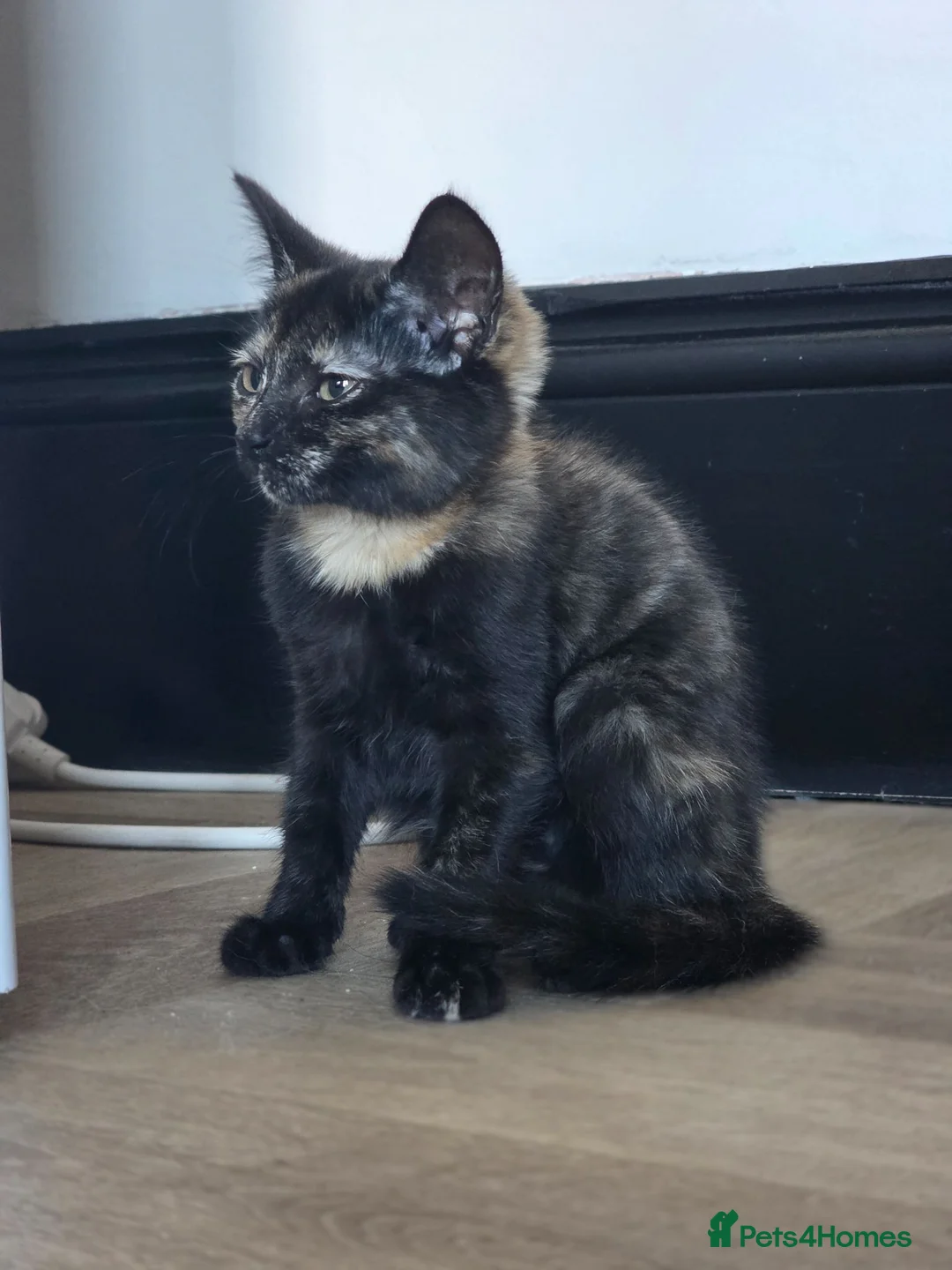 Mixed Breed cats for sale: Beautiful kitten - Advert 6