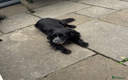 Cocker Spaniel dogs for sale: 1st Class ⭐️⭐️⭐️⭐️⭐️ Licensed - Image 2