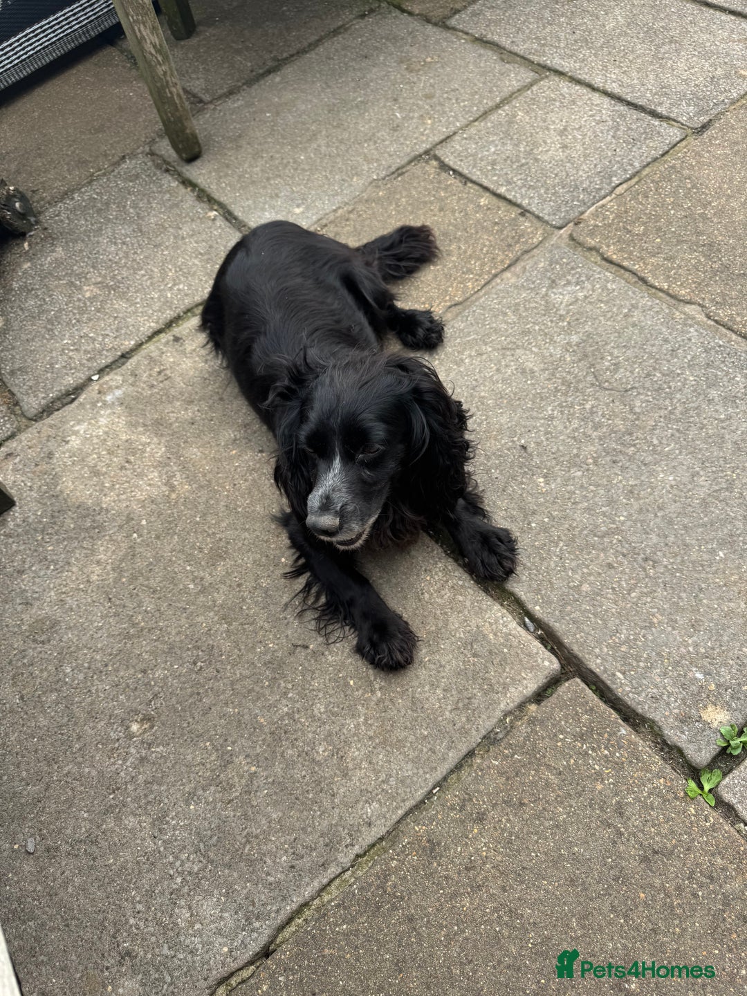 Cocker Spaniel dogs for sale: 1st Class ⭐️⭐️⭐️⭐️⭐️ Licensed - Image 2