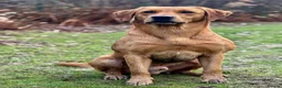Labrador Retriever dogs for sale: QUALITY COMPETITION PROSPECT in Gloucester - Advert 7