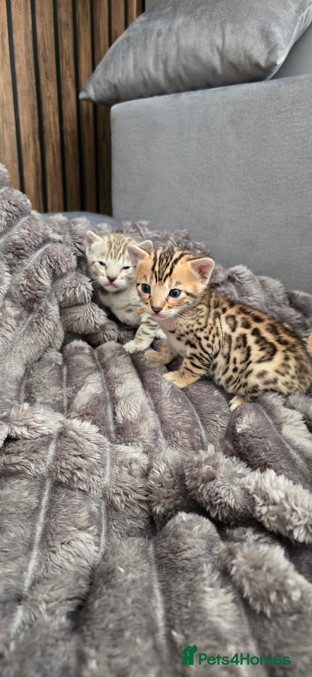 Bengal cats for sale: TICA Champion 2 boys available for reservation! - Advert 6