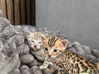 Bengal cats TICA Champion 2 boys available for reservation! - Advert 3