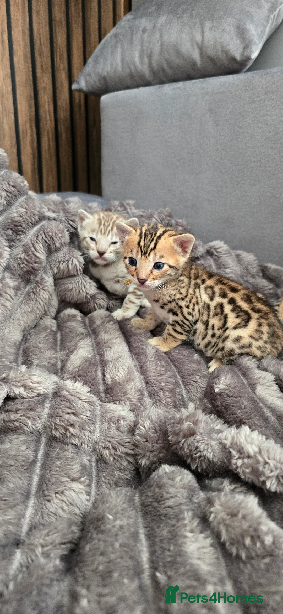 Bengal cats for sale: Waiting list open for kittens 2026-expecting 27.01 - Advert 4