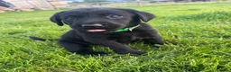 Labrador Retriever dogs for sale: Health Checked Purebred Labrador Puppies - Advert 16