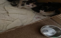 Mixed Breed cats for sale: Ragamuffin mix kittens  - Image 15