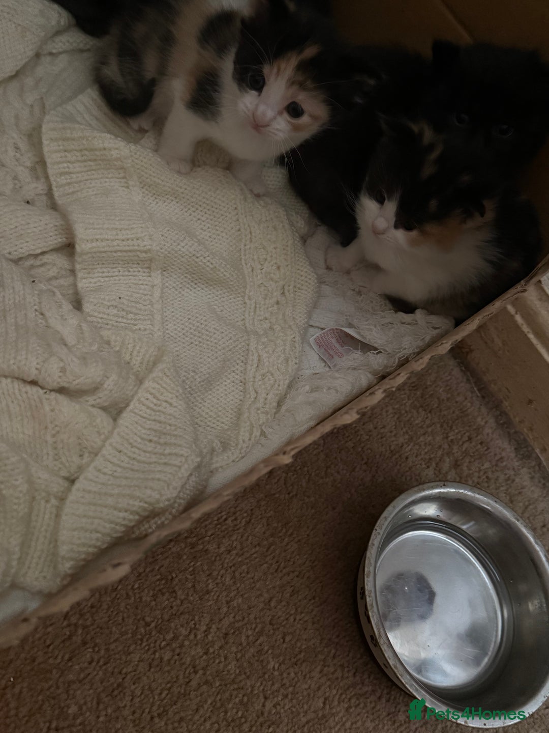 Mixed Breed cats for sale: Ragamuffin mix kittens  - Image 15