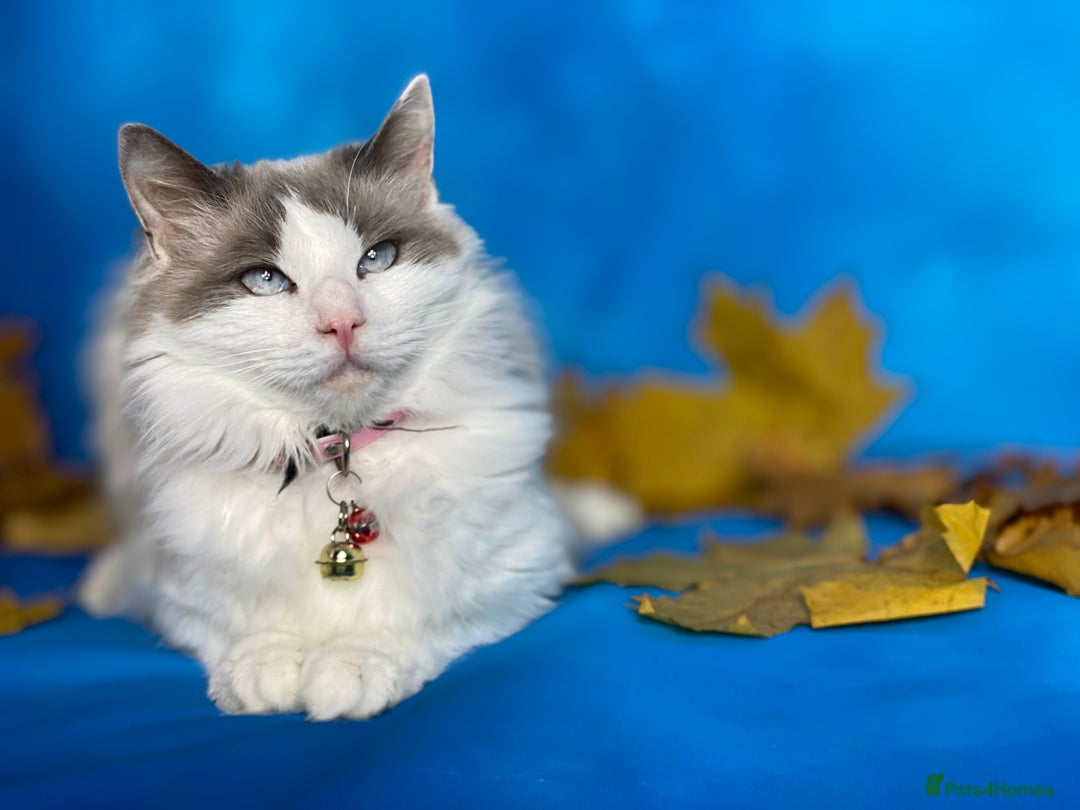 Ragdoll cats for sale: Ragdoll female  - Advert 7