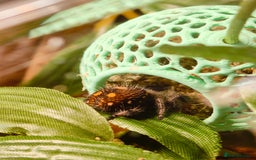 Spiders invertebrates for sale: 3 x female young adult jumping  spiders phidippus - Image 4