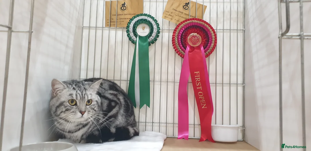 British Shorthair cats for stud: BSH Classic Silver Tabby  in Rochester - Advert 8
