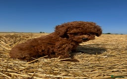 Toy Poodle dogs for sale: Toy Poodle Puppies–Asian Lines–Tiny Size - Image 30