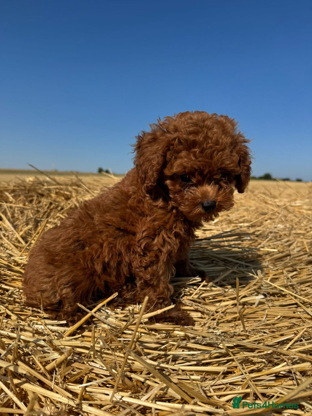 Toy Poodle dogs for sale: Toy Poodle Puppies–Asian Lines–Tiny Size - Image 30