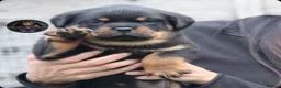 Rottweiler dogs for sale: Outstanding Rottweiler Litter Of 6 Beautiful Boys - Advert 1