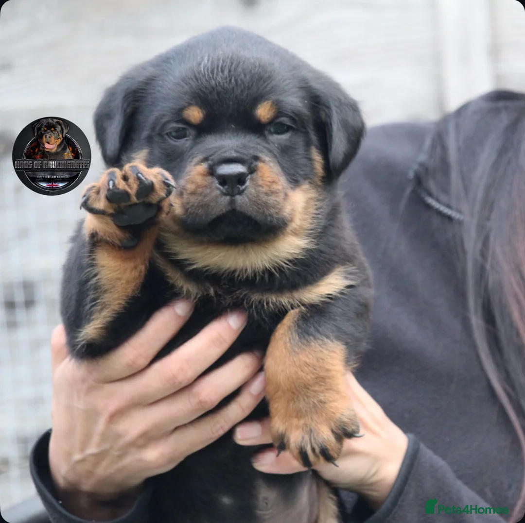 Rottweiler dogs for sale: Outstanding Rottweiler Litter Of 6 Beautiful Boys - Advert 1