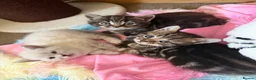 Scottish Fold cats for sale: Scottish Fold Kittens Available 🐾🖤 - Advert 3