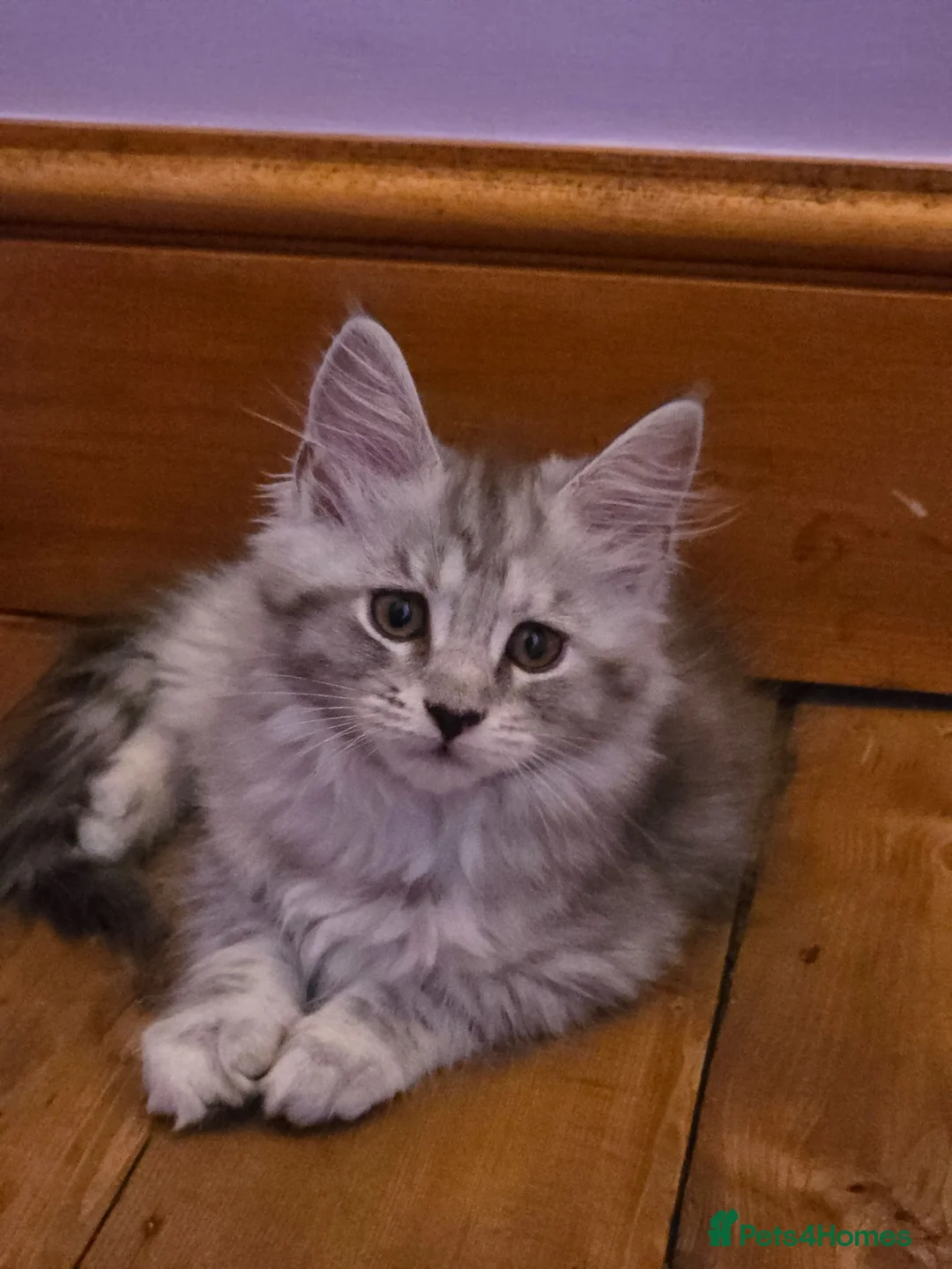 Maine Coon cats for sale: Pedigree Pure TICA Registered Maine Coon Kittens - Advert 2