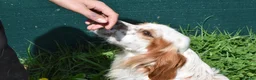 English Setter dogs for adoption: Roky  in Penryn - Advert 7