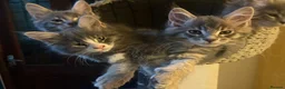 Maine Coon cats for sale: Beautiful Maine Coon Kittens 3 boys/ 2 girl  - Advert 12