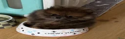 Pomeranian dogs for sale: Show Pomeranian puppy born and raised in London in London - Advert 2